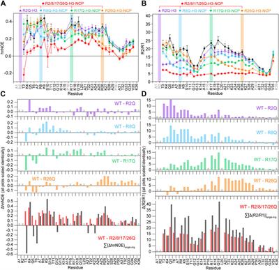 Arginine anchor points govern H3 tail dynamics